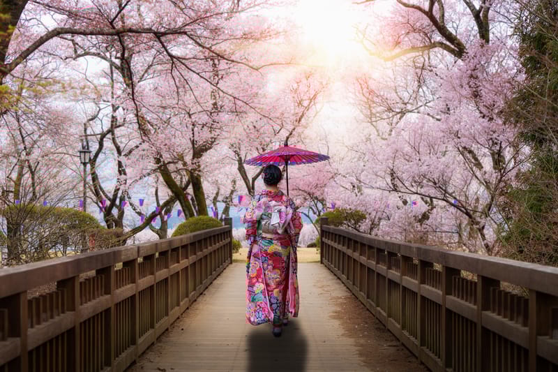 A woman in kimono walks beneath cherry blossoms in Kasuga Park during Japan's iconic April sakura season.