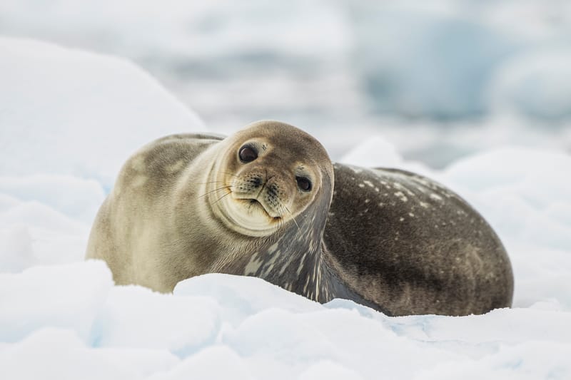 A Weddell seal lying on the ice in Antarctica