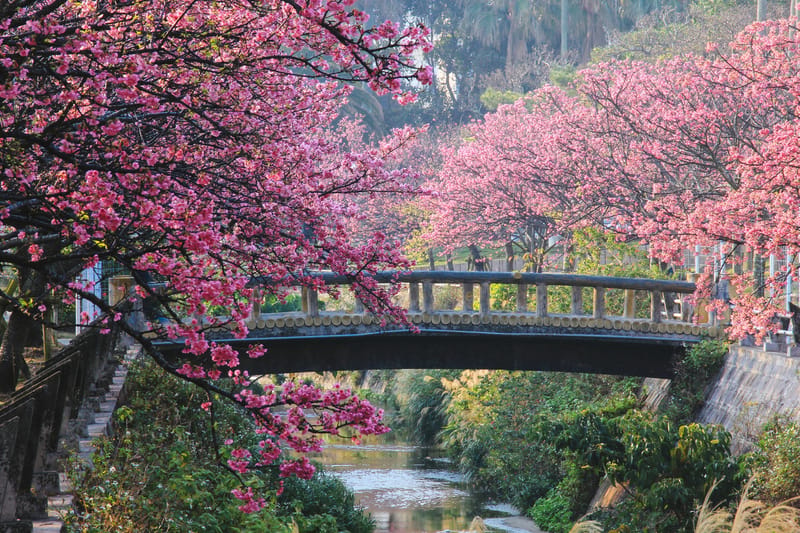 Okinawa's deep pink Hikan-zakura, which open in mid-January and mark the country's earliest blossom season.
