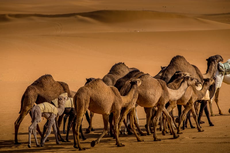 A herd of camels crossing the golden desert in winter, one of the best times to visit Saudi Arabia