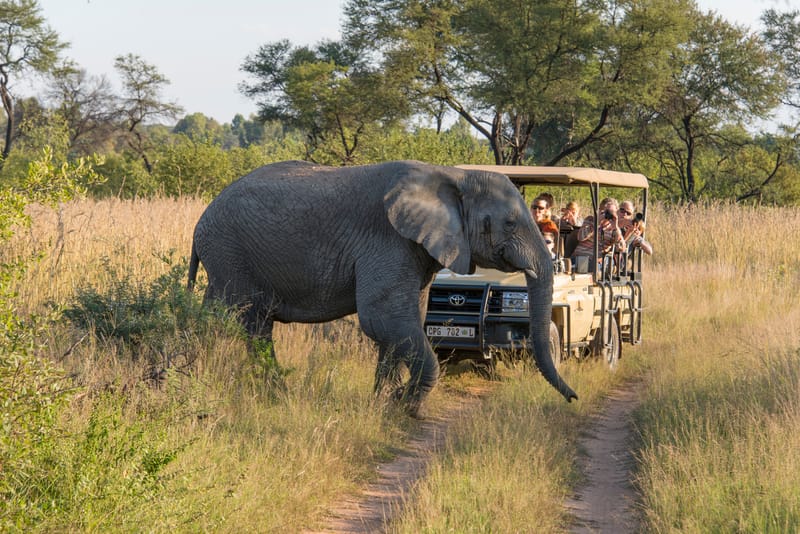 April game drives in Kruger National Park offer excellent wildlife sightings as animals concentrate around permanent water sources after the summer rains.