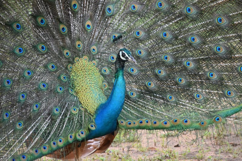 A peacock displays its plumage in Yala National Park, Sri Lanka