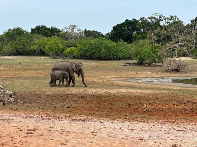 A mother and baby elephant walking together in Yala National Park.