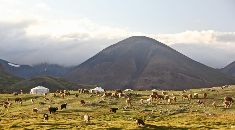 A herd of sheep and goats grazes near nomadic gers in the Altai Mountains as light fades