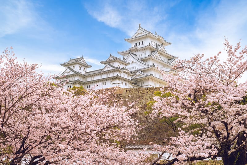 Himeji Castle cherry blossom season in full bloom.&nbsp;
