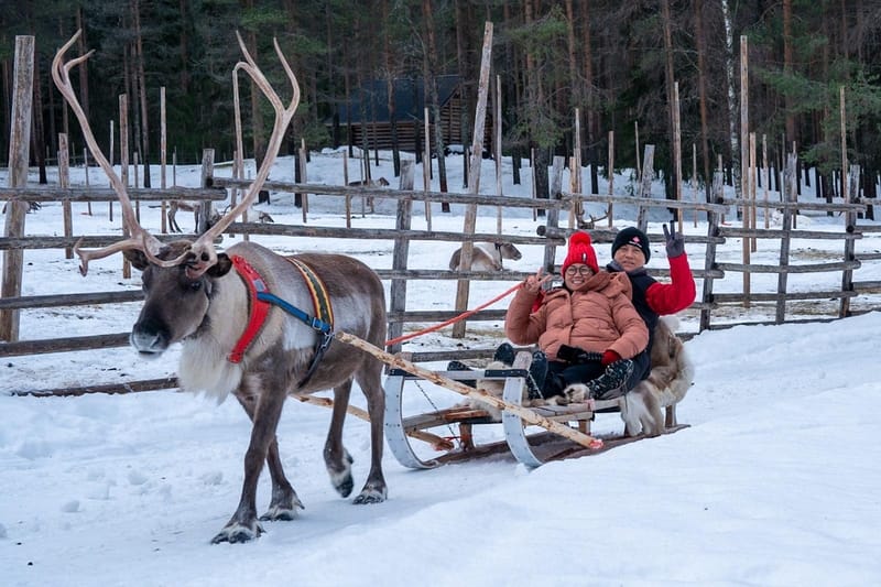 A reindeer-pulled sled glides through snow-covered forest in northern Norway &mdash; dog sledding safaris are another iconic Arctic winter experience on offer.