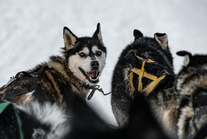 Two huskies ready to run. The only question is which Arctic destination you'll choose.