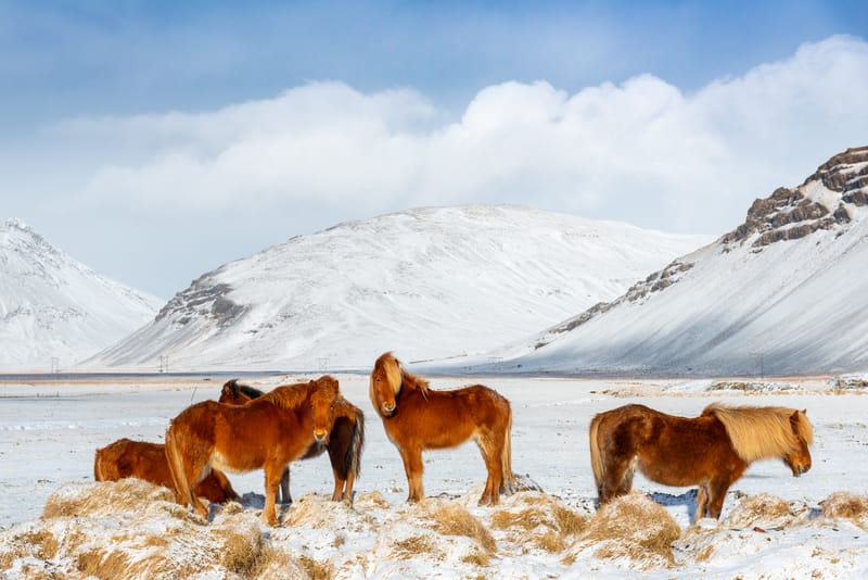 Several brown and blonde Icelandic horses grazing in snow-covered fields in Iceland
