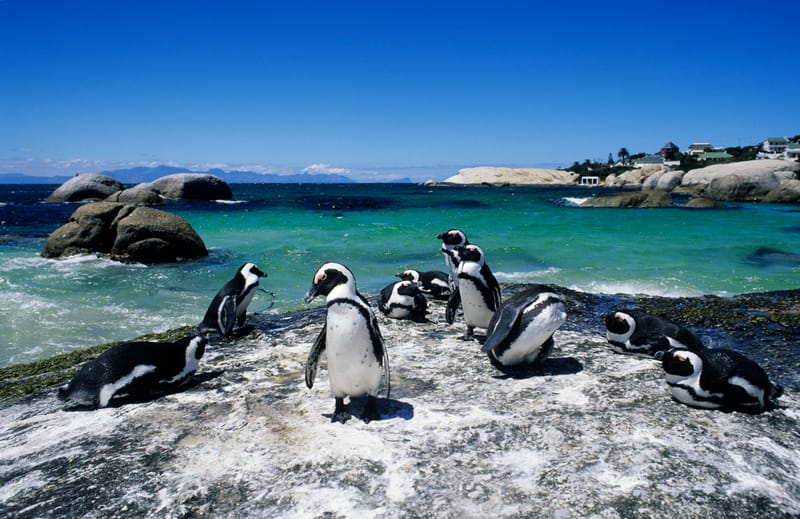 A Colony of Penguins Gathers on Boulder Beach