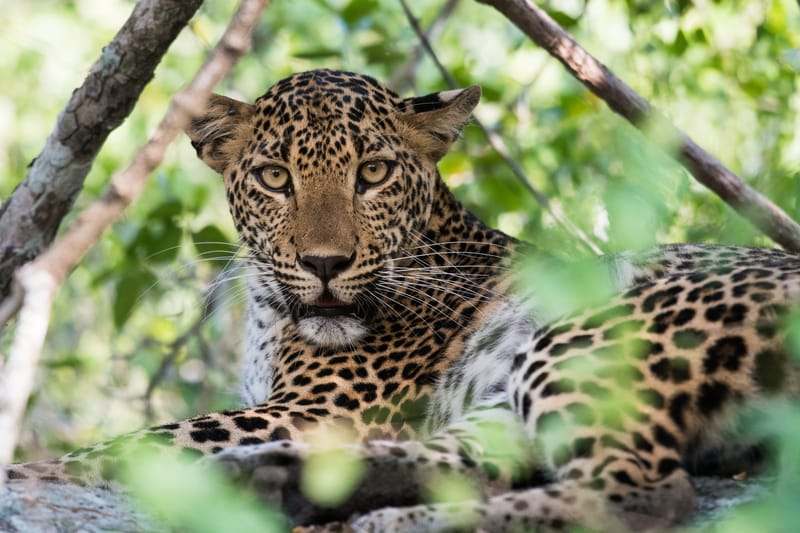 A leopard partially framed by scrub and vegetation in Yala National Park