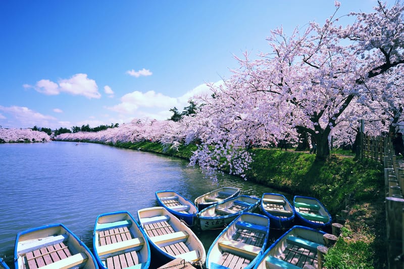 Hirosaki Moat in spring cherry blossom season.