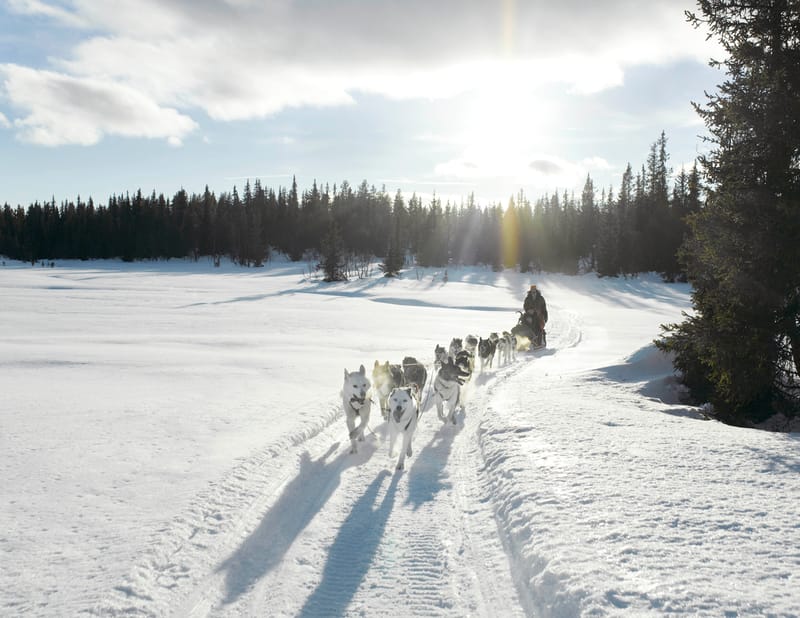 From Troms&oslash; to Rovaniemi, the experience is the same: hold on, look up, and let the dogs do what they were born to do.