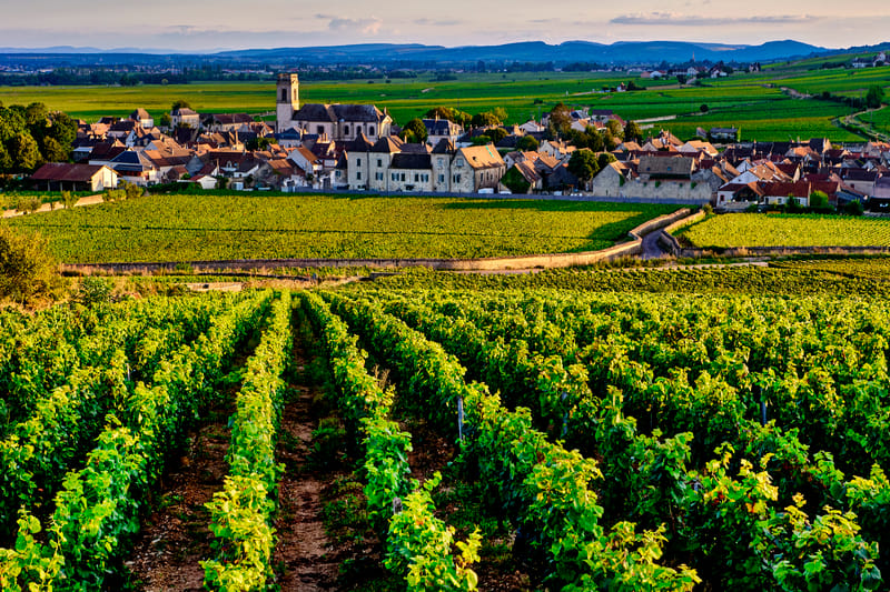 Discover the picturesque Pommard Village in Burgundy&mdash;perfect for a bespoke France wine tour itinerary