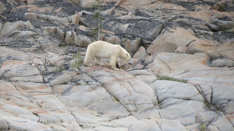 Spotting the King of the Arctic (Photo: supplied)
