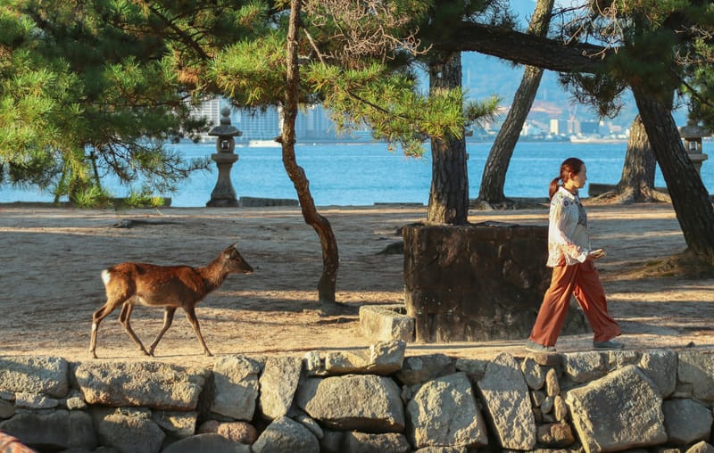 Walking in a park on Miyajima Island, with a curious sika deer following behind