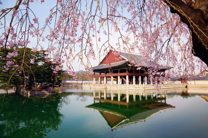 Pink cherry blossoms in full bloom at Gyeongbokgung Palace, Seoul, during spring