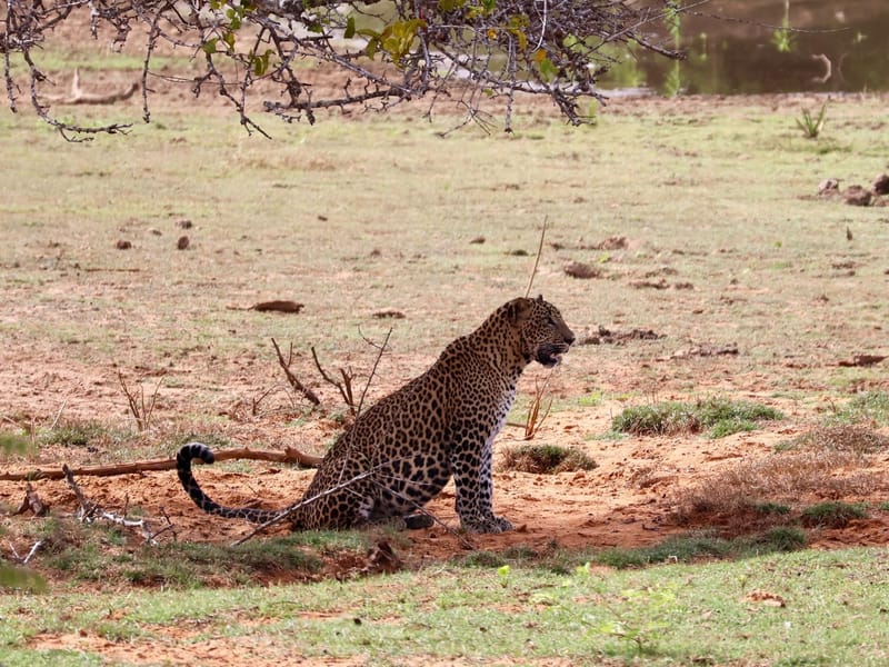 Spotting a leopard in the wild was the cherry on top of my Sri Lanka tour.