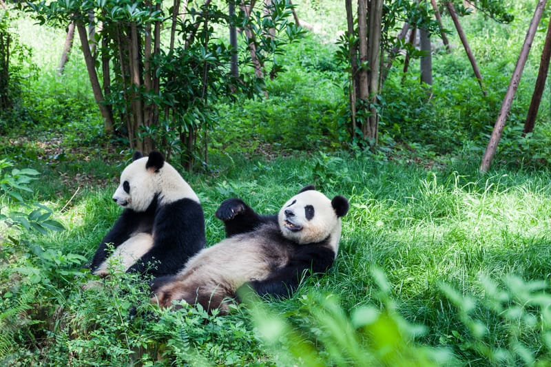 Visit the giant pandas in Chengdu, one of the best things to do in China, for a close encounter with this national treasure
