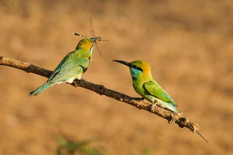 Two green bee-eaters share a dragonfly on a branch in Yala National Park